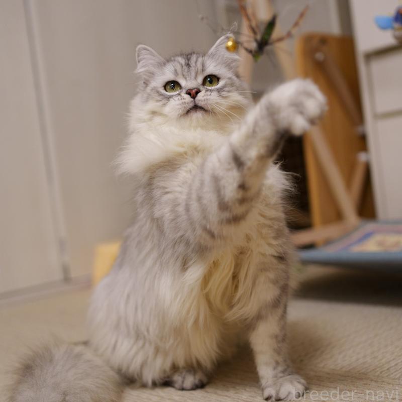 販売中の大阪府のサイベリアン-124718の4枚目