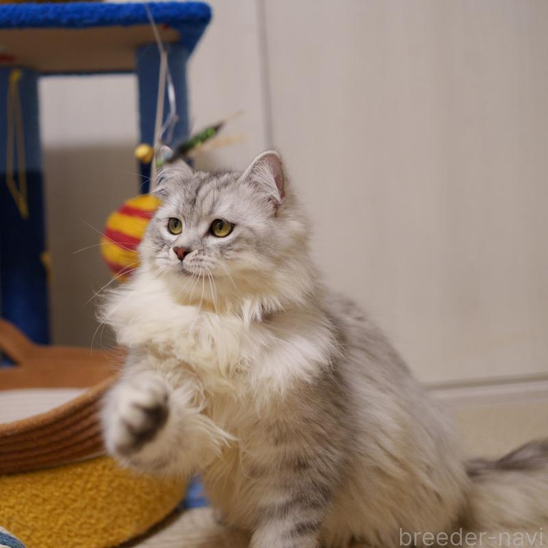 販売中の大阪府のサイベリアン-124718の3枚目