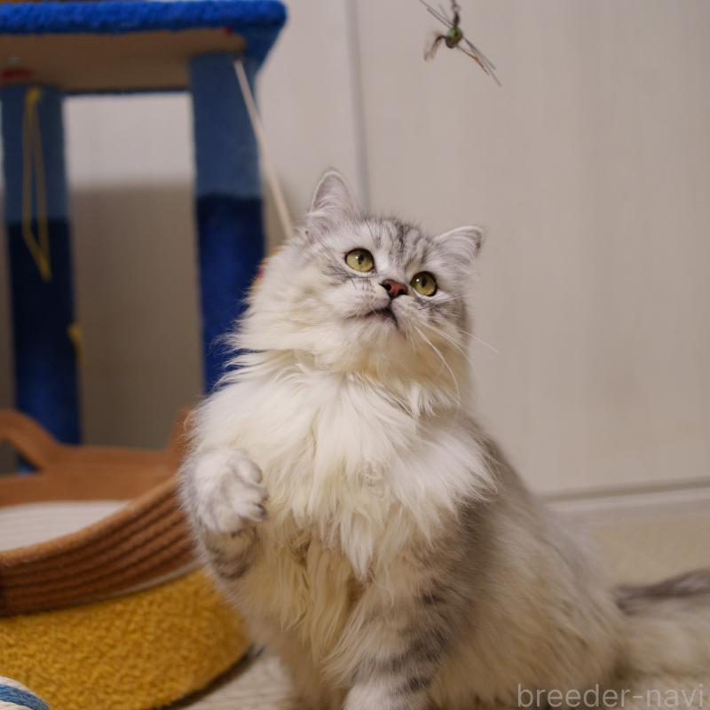 販売中の大阪府のサイベリアン-124718の2枚目