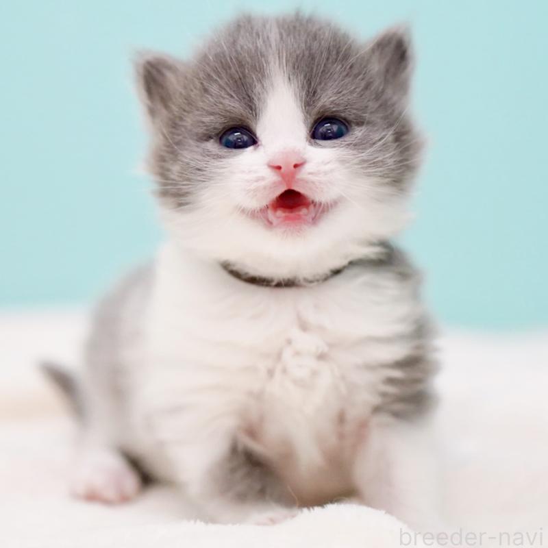 販売中の東京都のサイベリアン-139552の15枚目