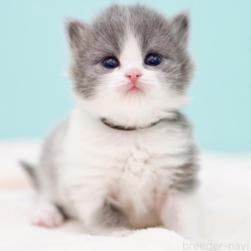 販売中の東京都のサイベリアン-139552の14枚目