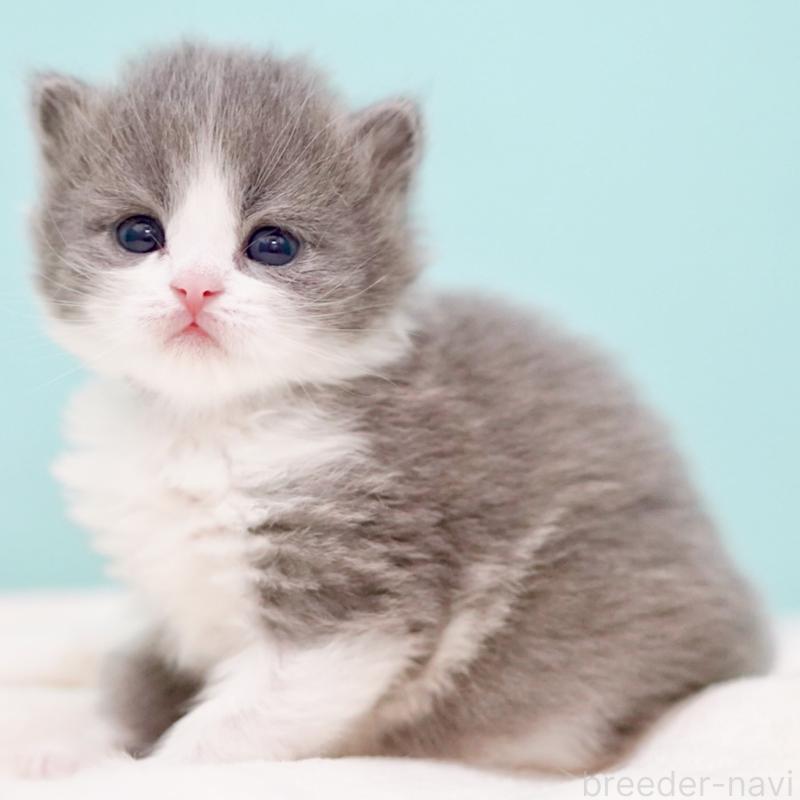 販売中の東京都のサイベリアン-139552の13枚目