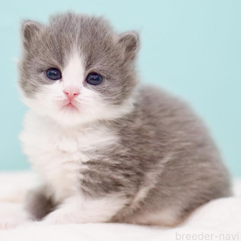 販売中の東京都のサイベリアン-139552の12枚目