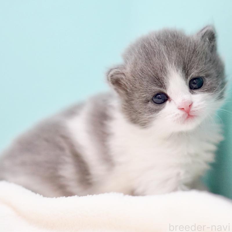 販売中の東京都のサイベリアン-139552の11枚目