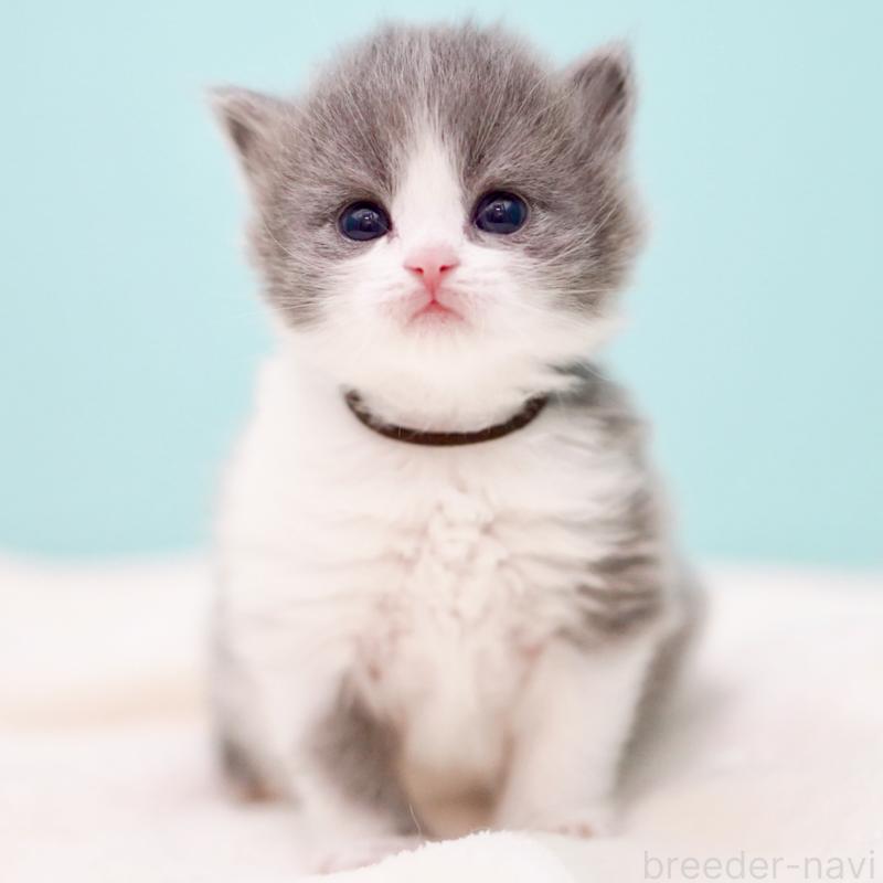 販売中の東京都のサイベリアン-139552の9枚目