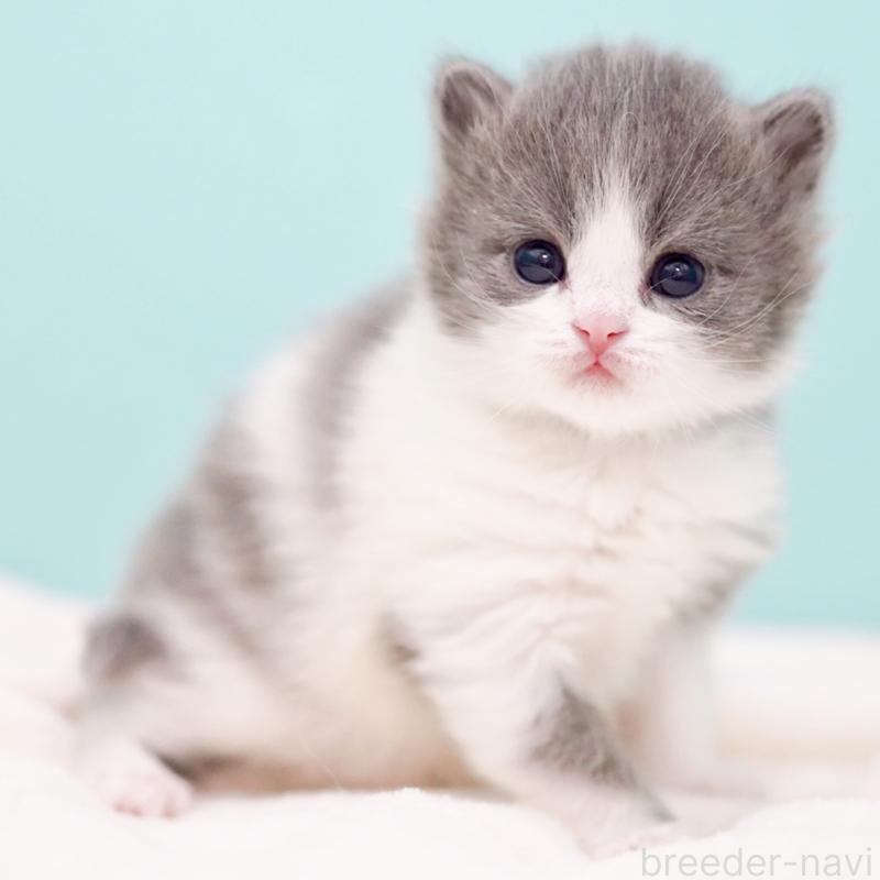 販売中の東京都のサイベリアン-139552の8枚目