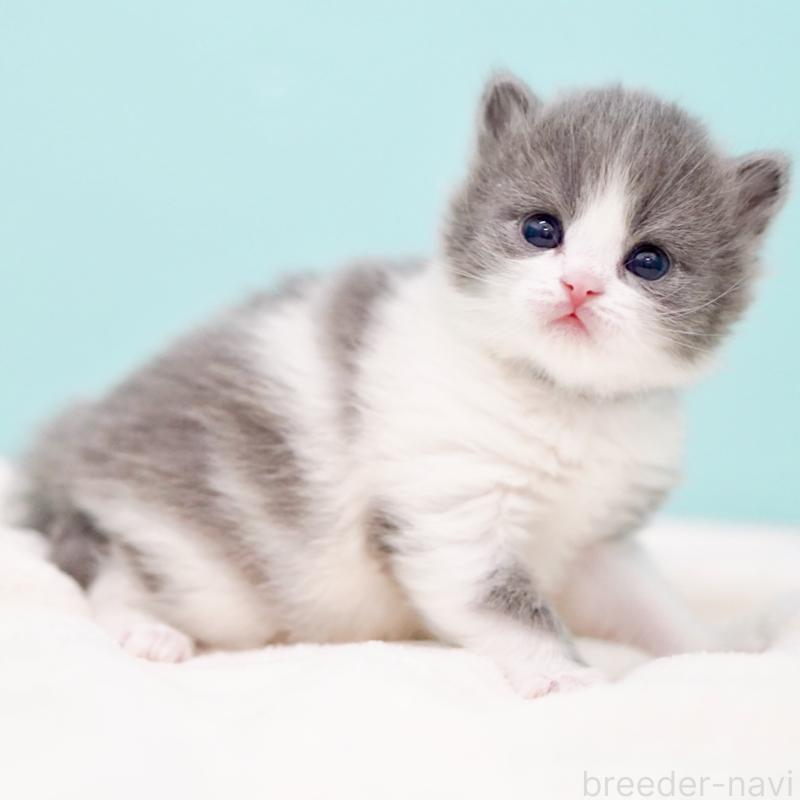 販売中の東京都のサイベリアン-139552の7枚目