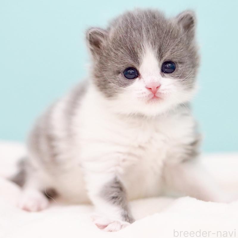 販売中の東京都のサイベリアン-139552の6枚目