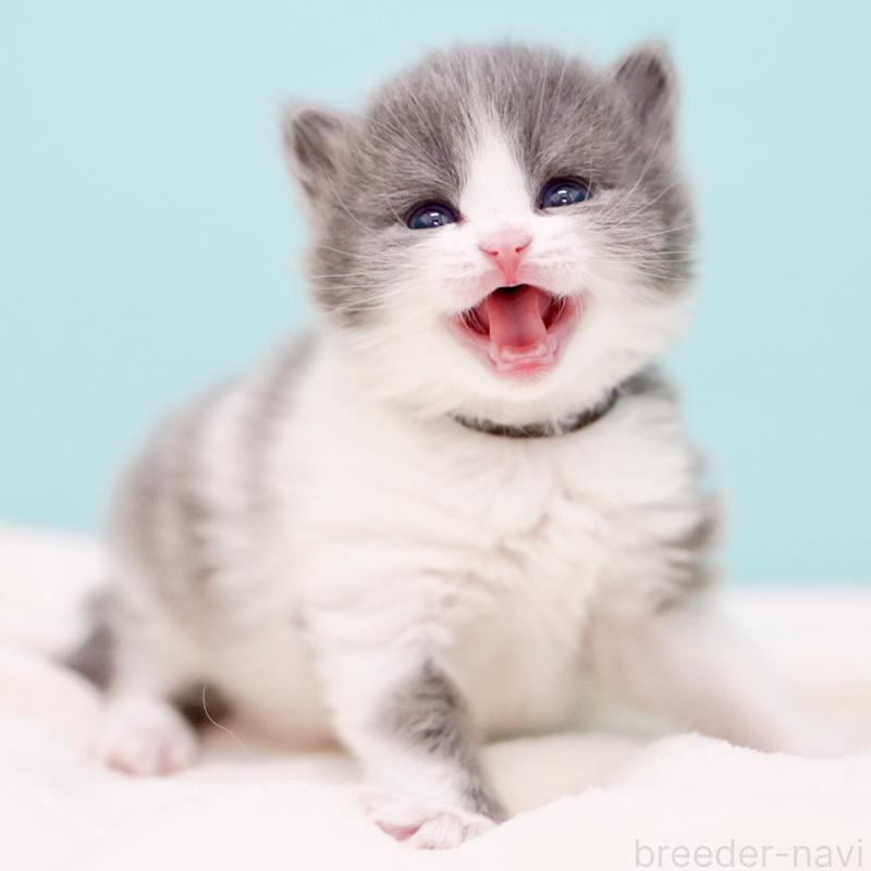 販売中の東京都のサイベリアン-139552の5枚目