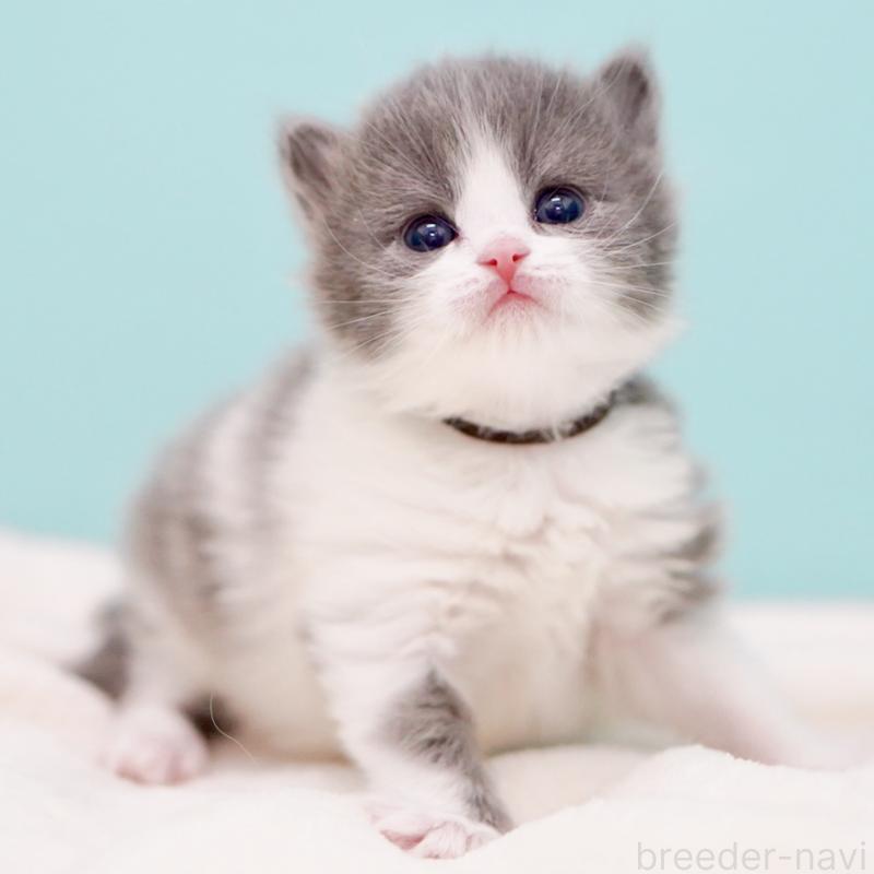 販売中の東京都のサイベリアン-139552の4枚目