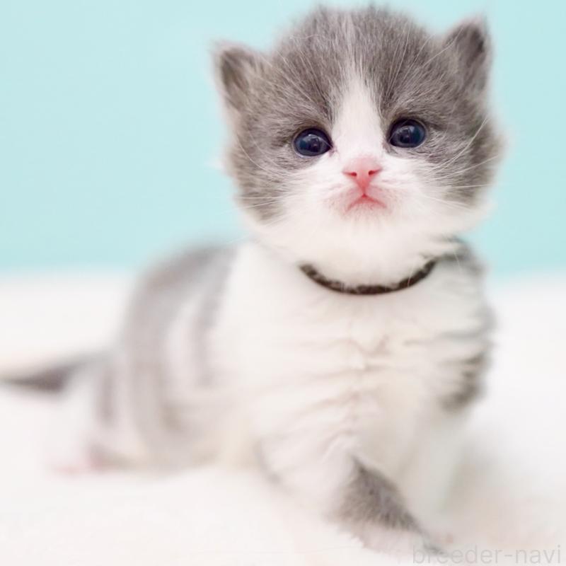 販売中の東京都のサイベリアン-139552の3枚目