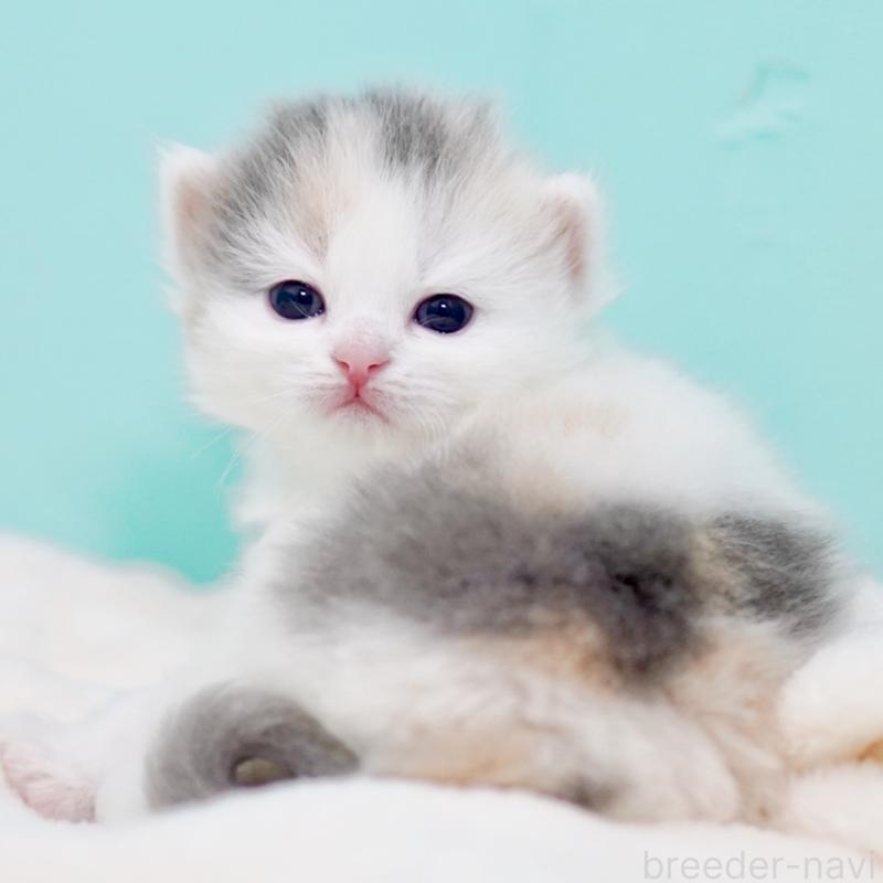 販売中の東京都のサイベリアン-139553