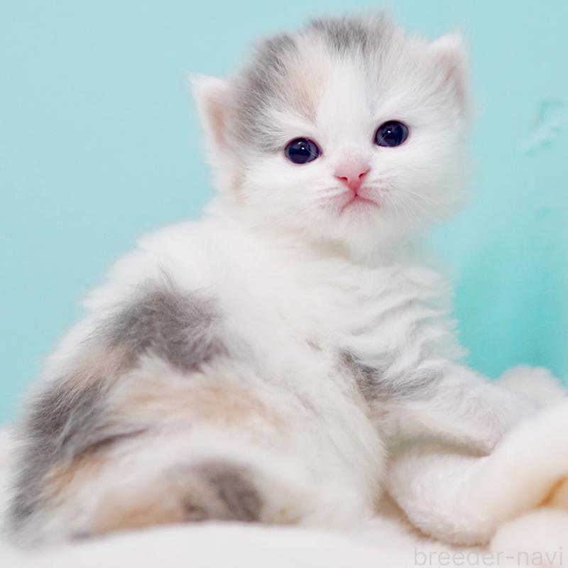 販売中の東京都のサイベリアン-139553の15枚目