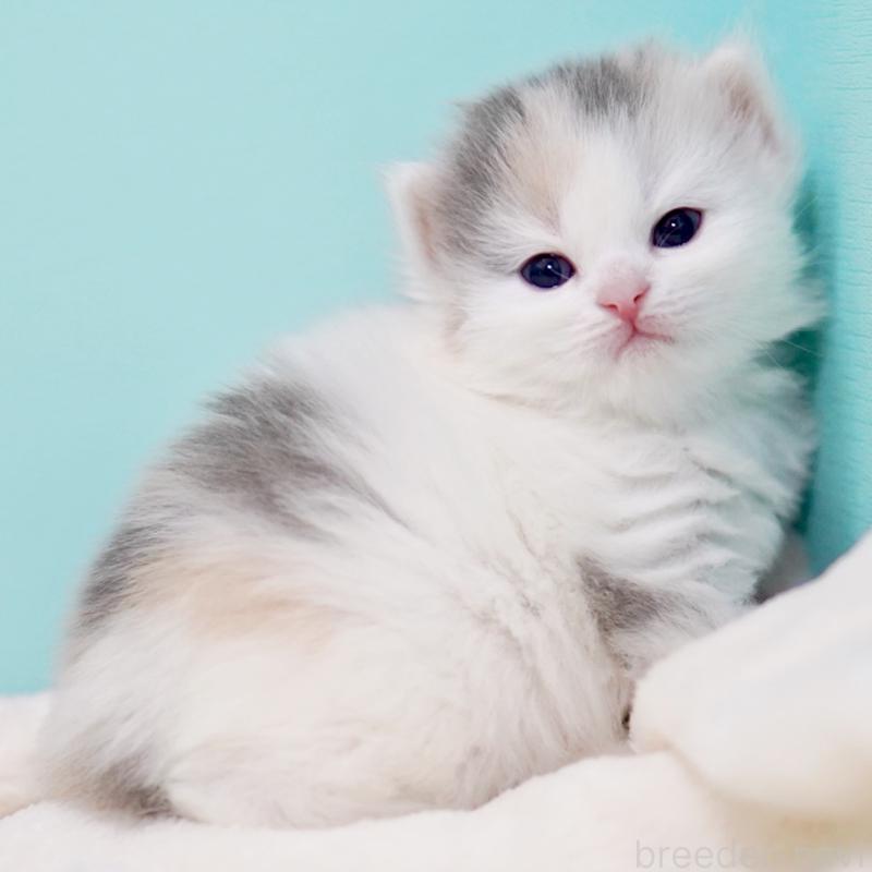 販売中の東京都のサイベリアン-139553の14枚目