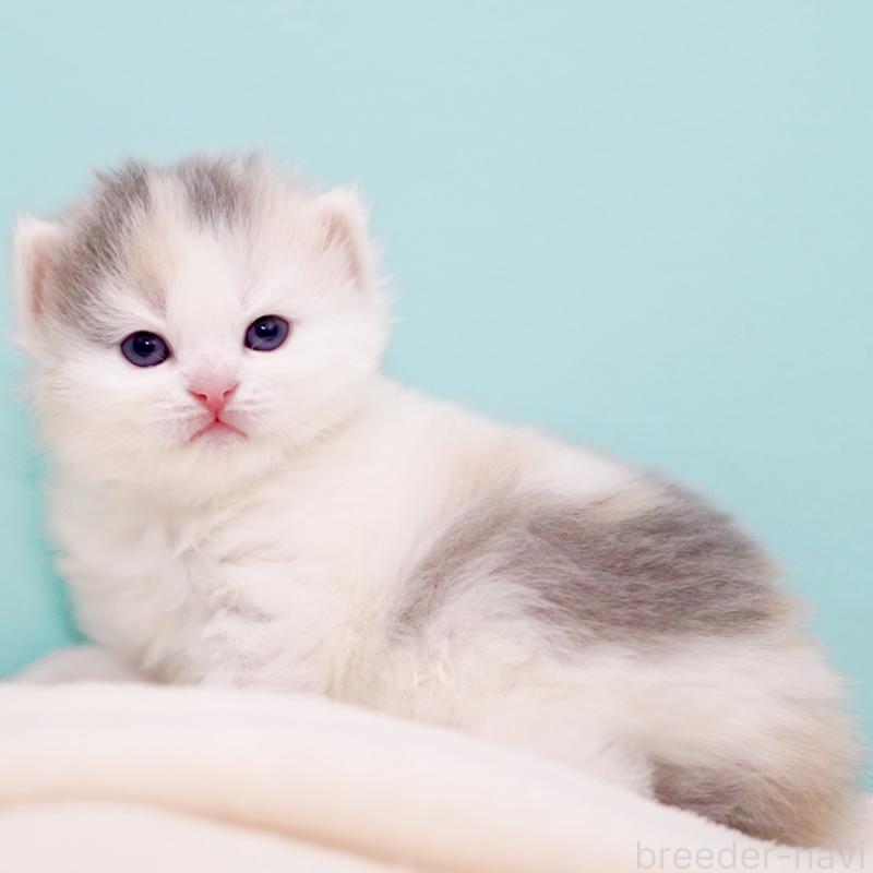 販売中の東京都のサイベリアン-139553の13枚目