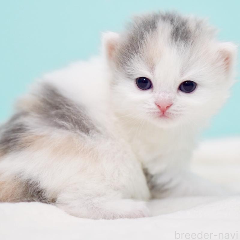 販売中の東京都のサイベリアン-139553の12枚目