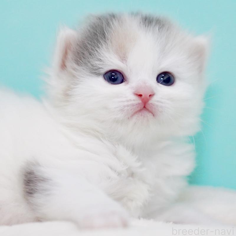 販売中の東京都のサイベリアン-139553の11枚目