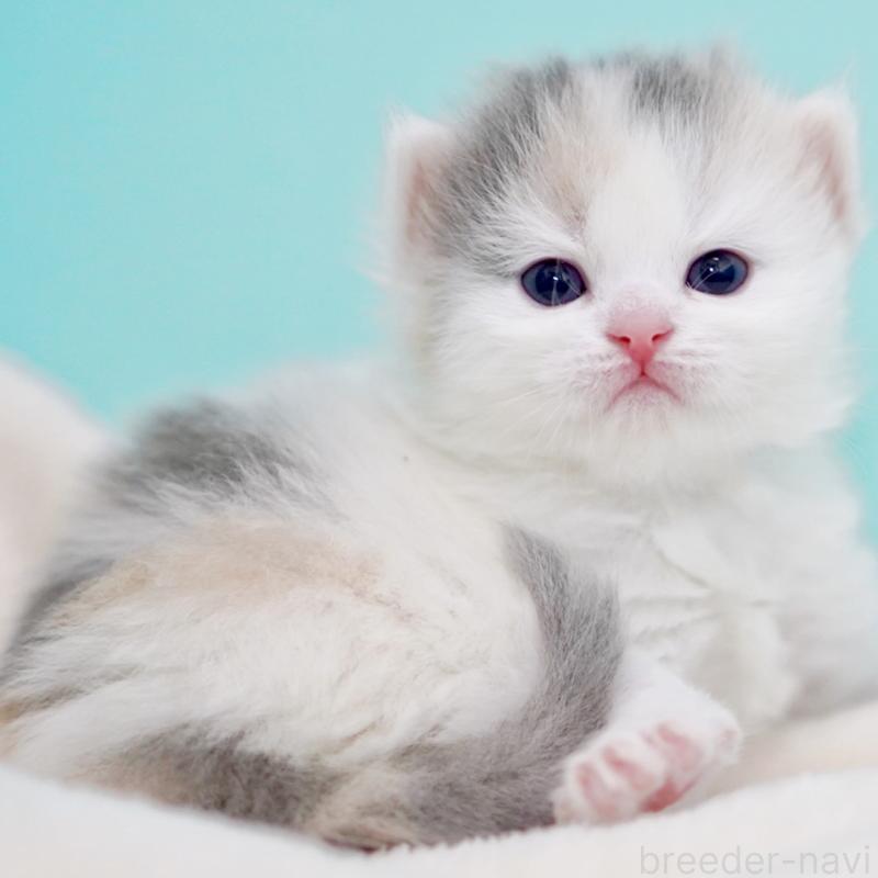 販売中の東京都のサイベリアン-139553の10枚目