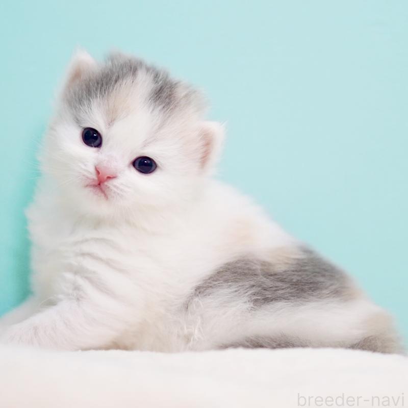 販売中の東京都のサイベリアン-139553の9枚目