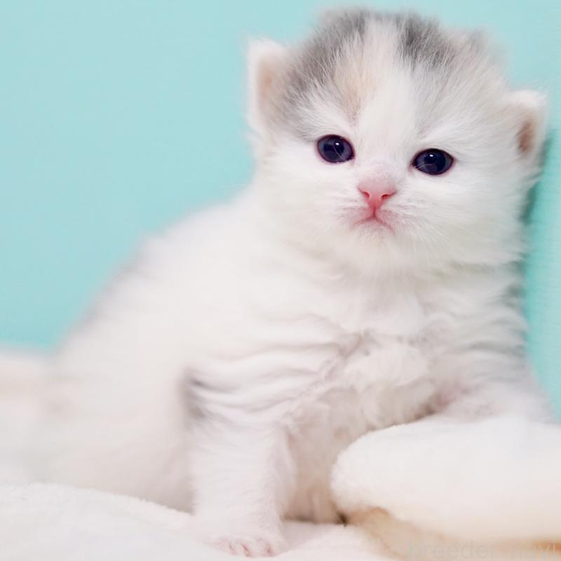 販売中の東京都のサイベリアン-139553の8枚目