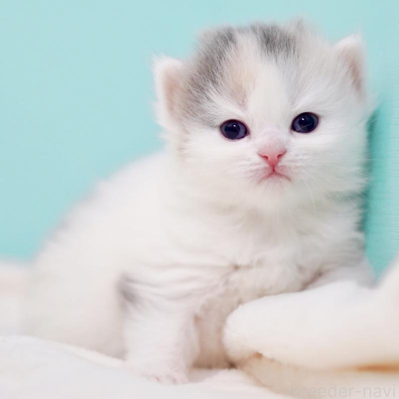 販売中の東京都のサイベリアン-139553の7枚目