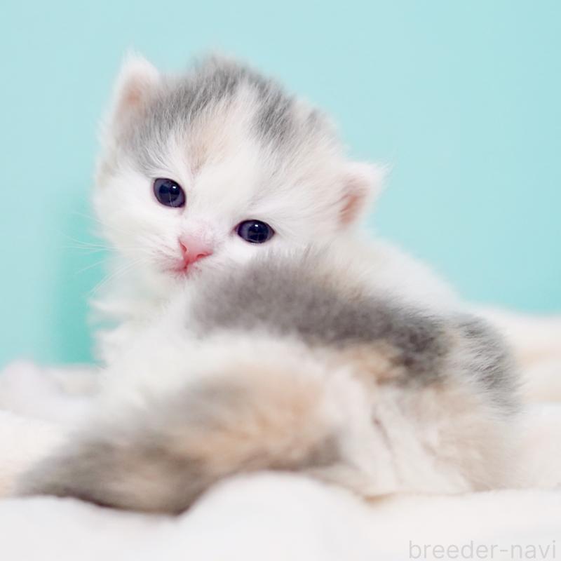 販売中の東京都のサイベリアン-139553の6枚目