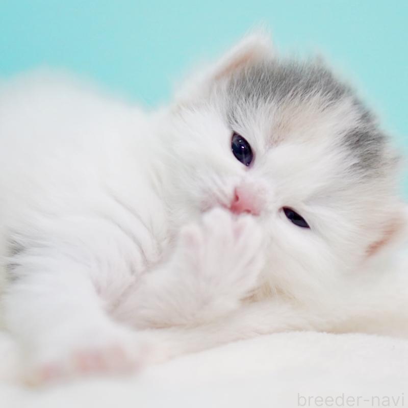 販売中の東京都のサイベリアン-139553の5枚目