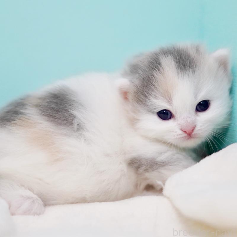 販売中の東京都のサイベリアン-139553の2枚目