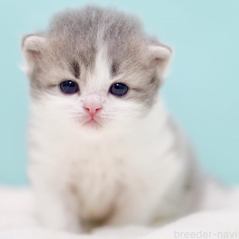 販売中の東京都のサイベリアン-139554