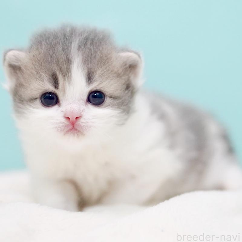 販売中の東京都のサイベリアン-139554の15枚目