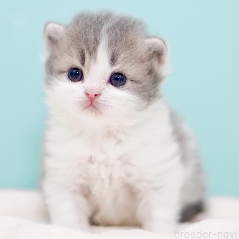 販売中の東京都のサイベリアン-139554の14枚目