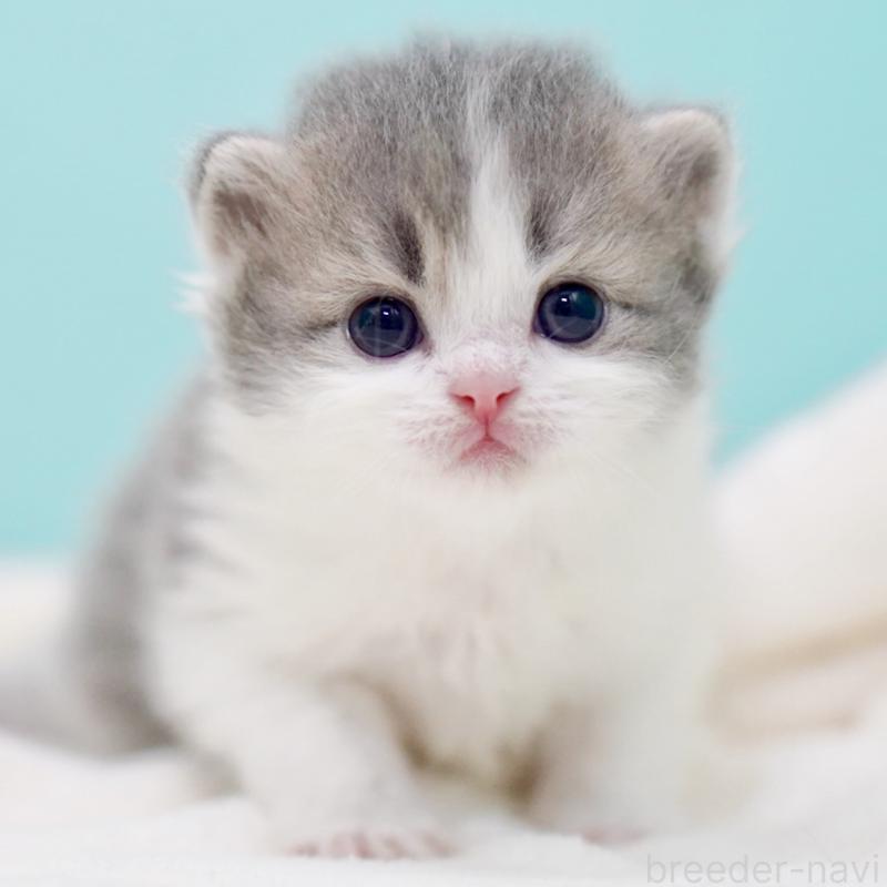 販売中の東京都のサイベリアン-139554の13枚目