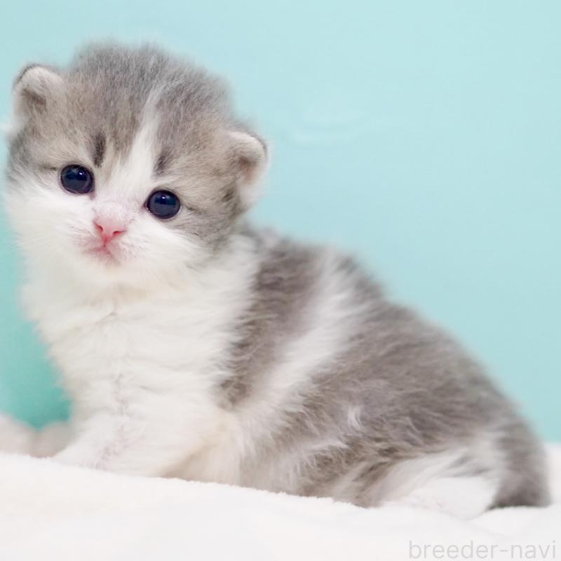 販売中の東京都のサイベリアン-139554の12枚目