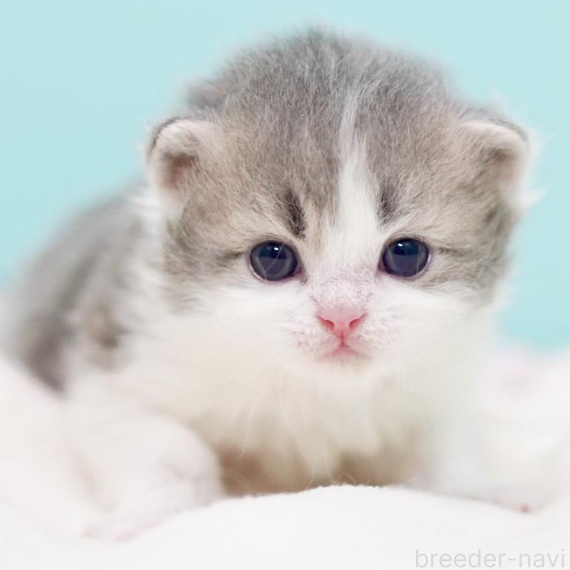 販売中の東京都のサイベリアン-139554の10枚目