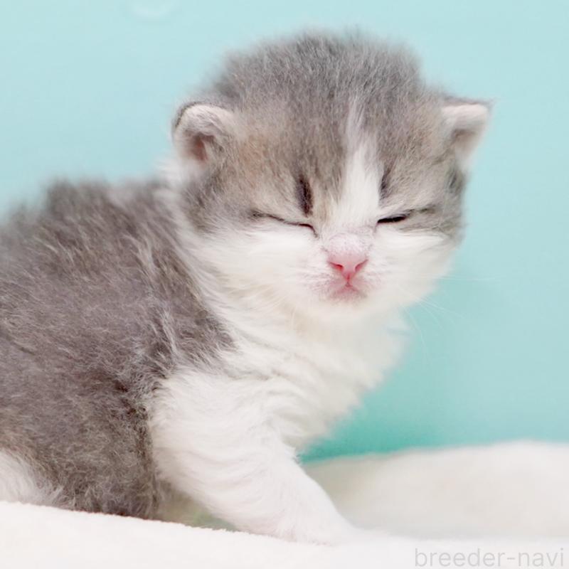 販売中の東京都のサイベリアン-139554の9枚目