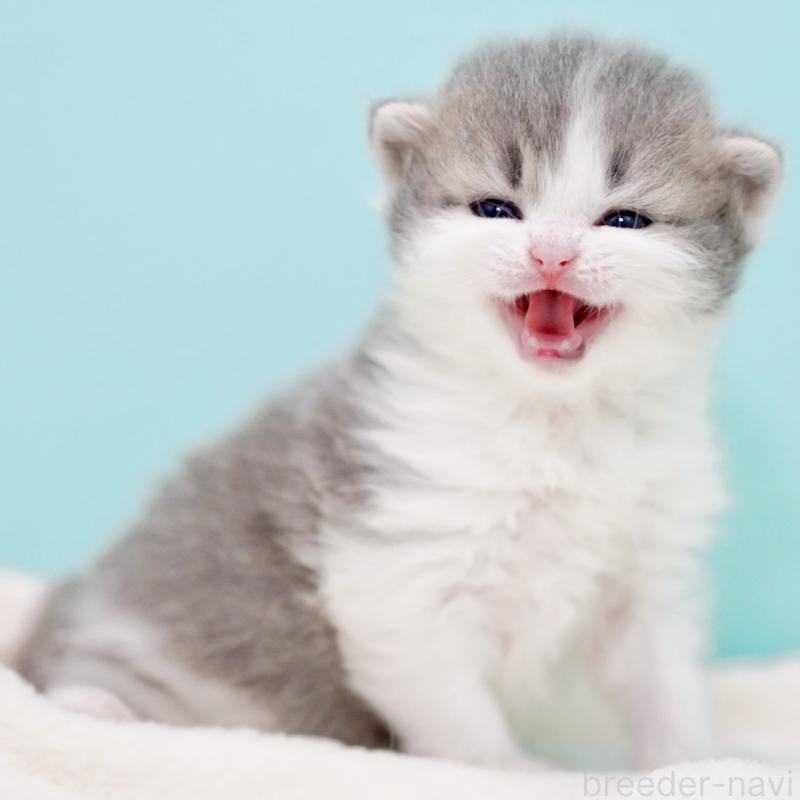 販売中の東京都のサイベリアン-139554の8枚目