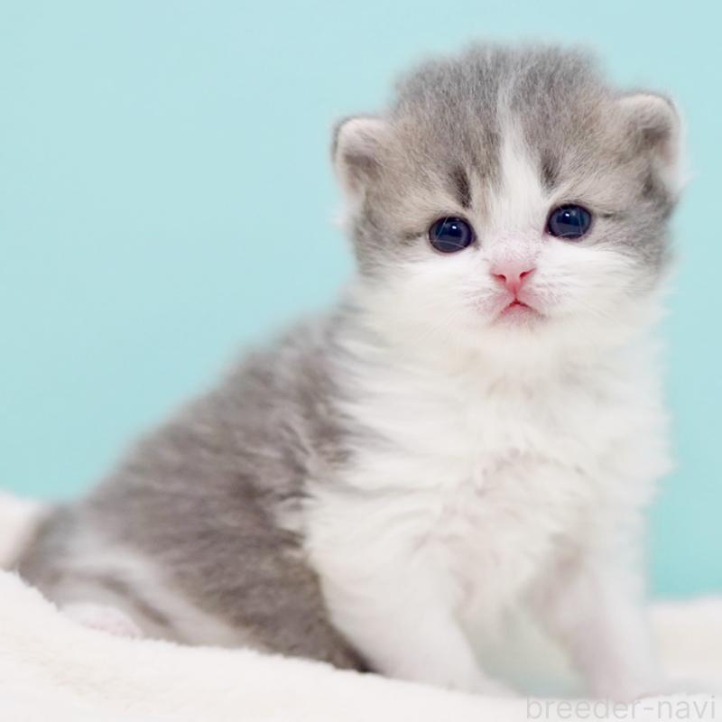 販売中の東京都のサイベリアン-139554の7枚目