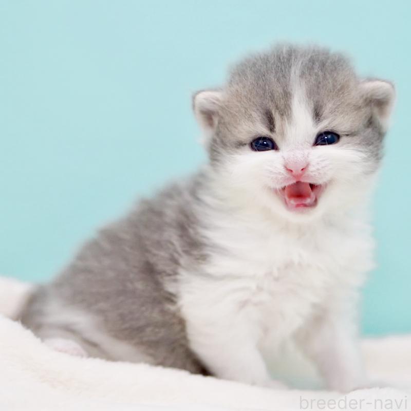 販売中の東京都のサイベリアン-139554の6枚目