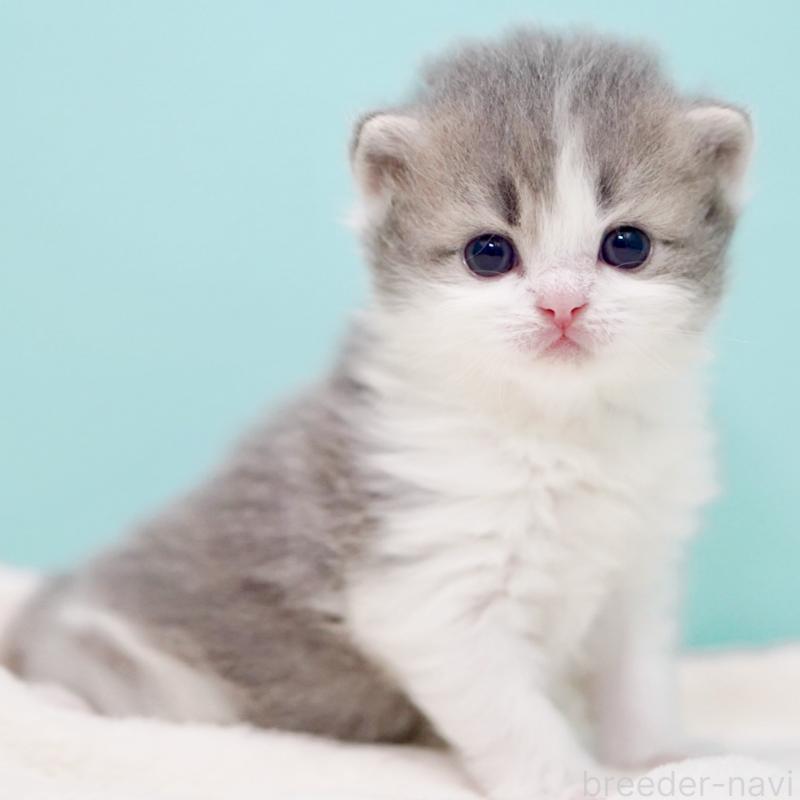 販売中の東京都のサイベリアン-139554の5枚目