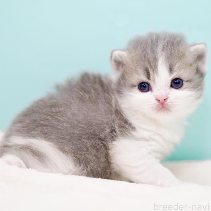 販売中の東京都のサイベリアン-139554の4枚目