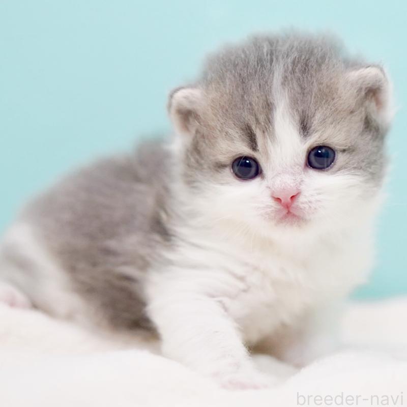 販売中の東京都のサイベリアン-139554の3枚目