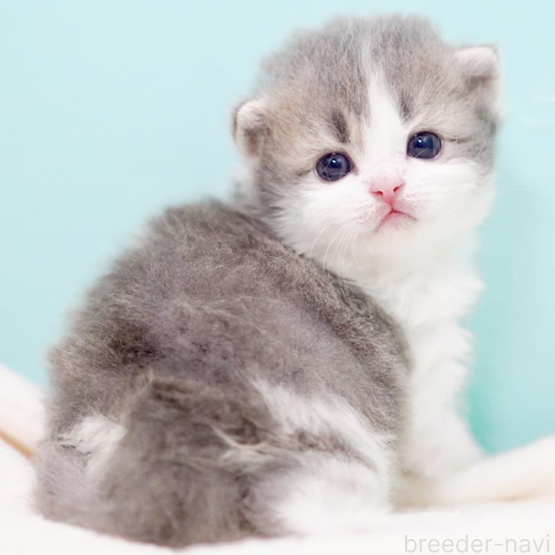 販売中の東京都のサイベリアン-139554の2枚目