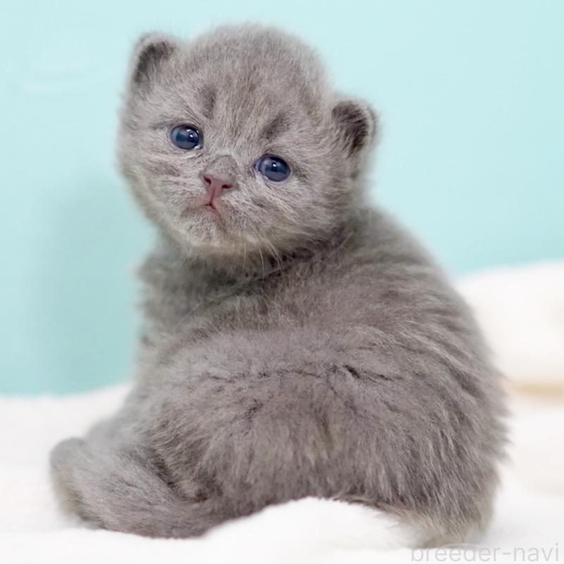 販売中の東京都のサイベリアン-139555