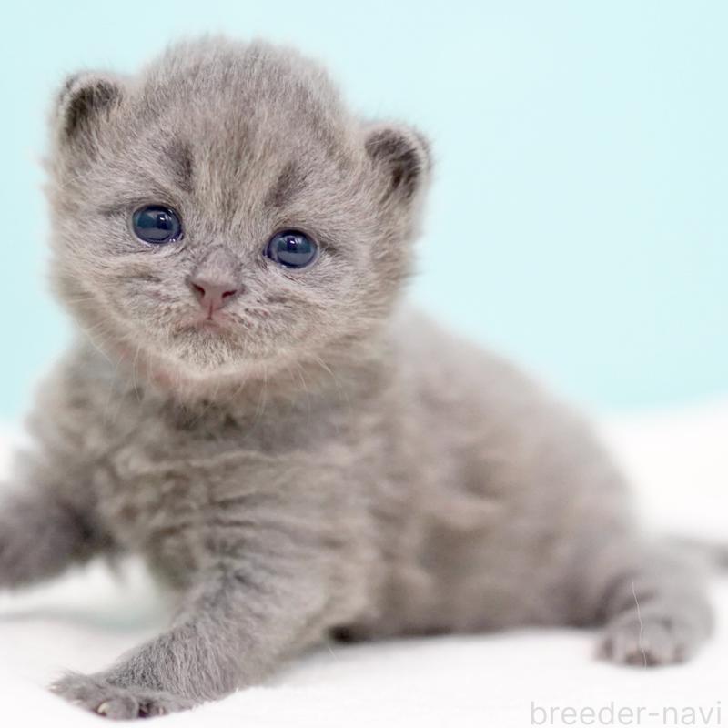 販売中の東京都のサイベリアン-139555の15枚目