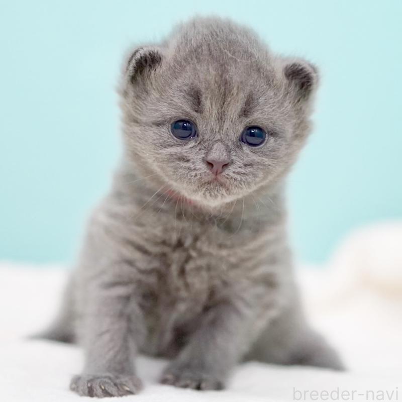 販売中の東京都のサイベリアン-139555の14枚目