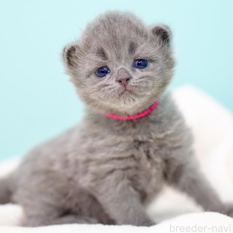 販売中の東京都のサイベリアン-139555の13枚目