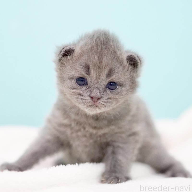 販売中の東京都のサイベリアン-139555の12枚目