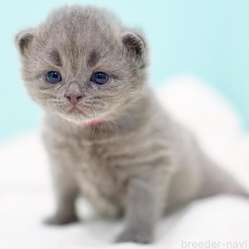 販売中の東京都のサイベリアン-139555の11枚目