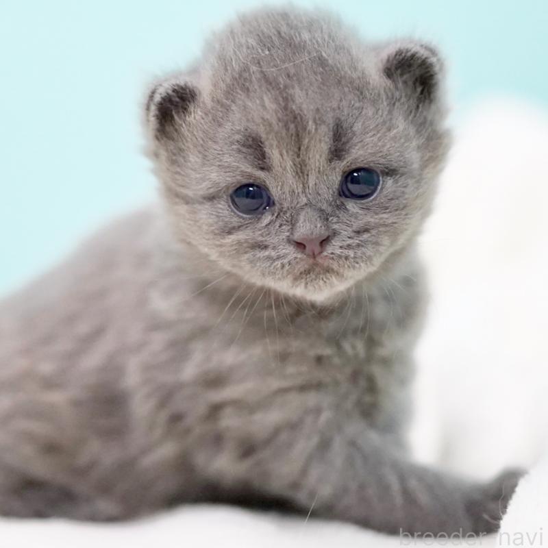 販売中の東京都のサイベリアン-139555の10枚目