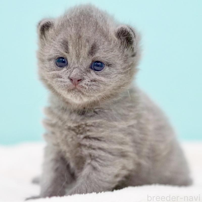 販売中の東京都のサイベリアン-139555の9枚目